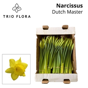 NARC T DUTCH MAST BS