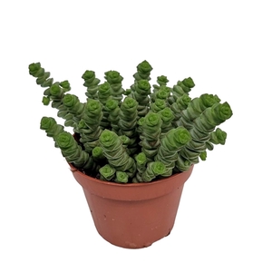 Crassula Marnieriana Hottentot