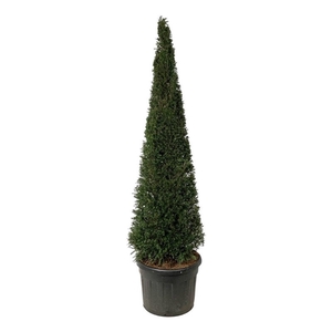 Taxus baccata