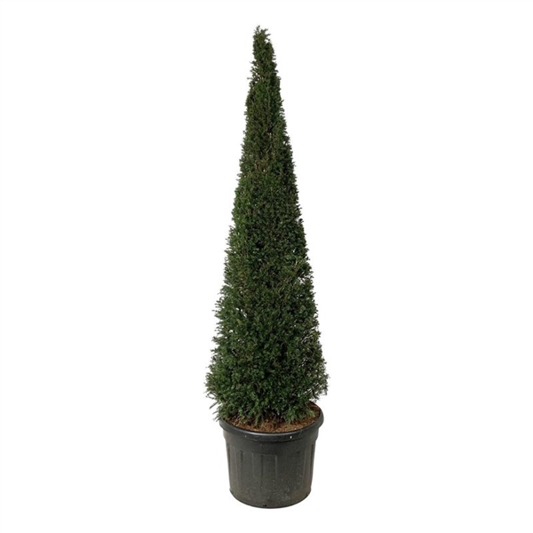 <h4>Taxus baccata</h4>
