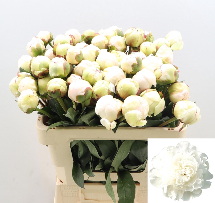 <h4>PAEO L HENRY SASS</h4>