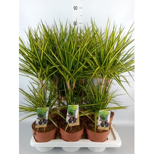 Dracaena marg. 'Sunray'