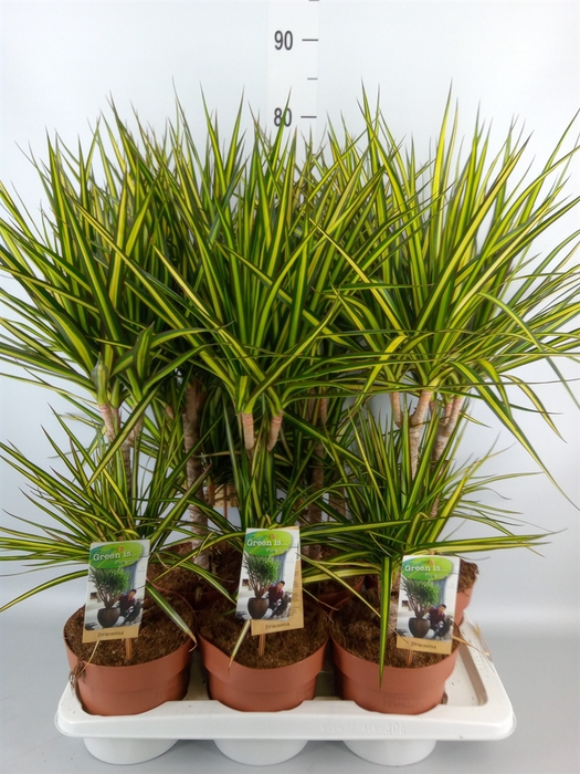 <h4>Dracaena marg. 'Sunray'</h4>