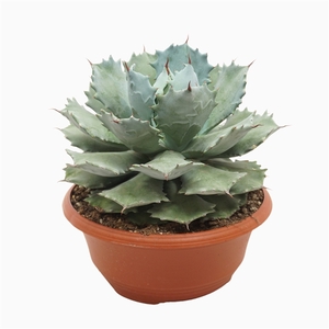 Agave potatorum 30 cm