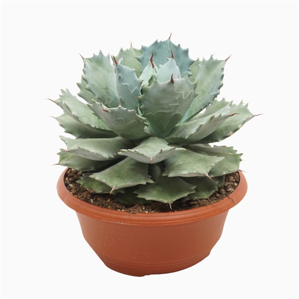 <h4>Agave potatorum 30 cm</h4>