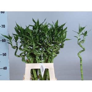DRAC LUCKY BAMBOO