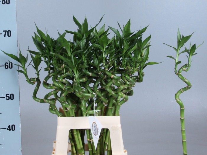 <h4>DRAC LUCKY BAMBOO</h4>