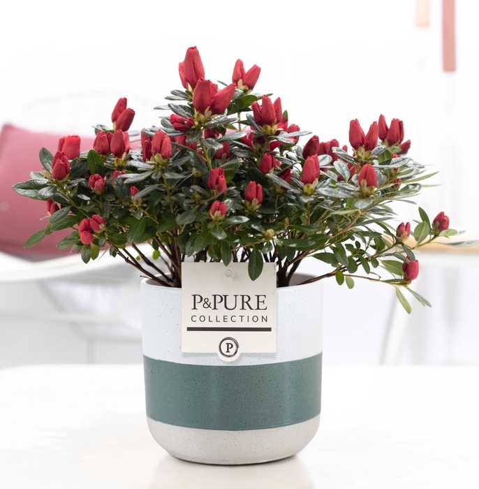 <h4>1st class Azalea red in P&PURE Lauren ceramics</h4>
