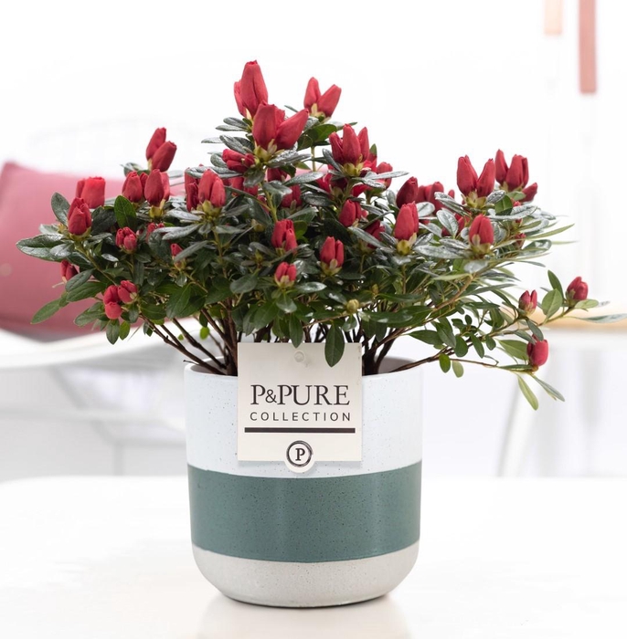 <h4>1st class Azalea red in P&PURE Lauren ceramics</h4>