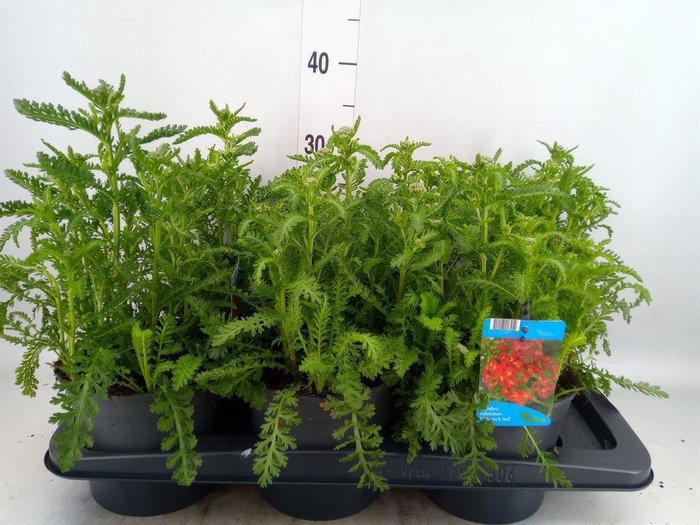 <h4>Achillea millef.</h4>