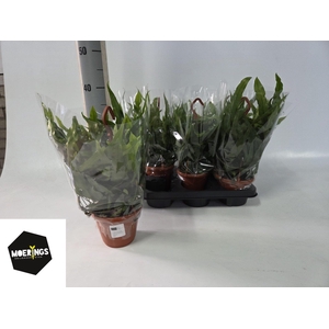 MICROS DIVERSIFOLIUM