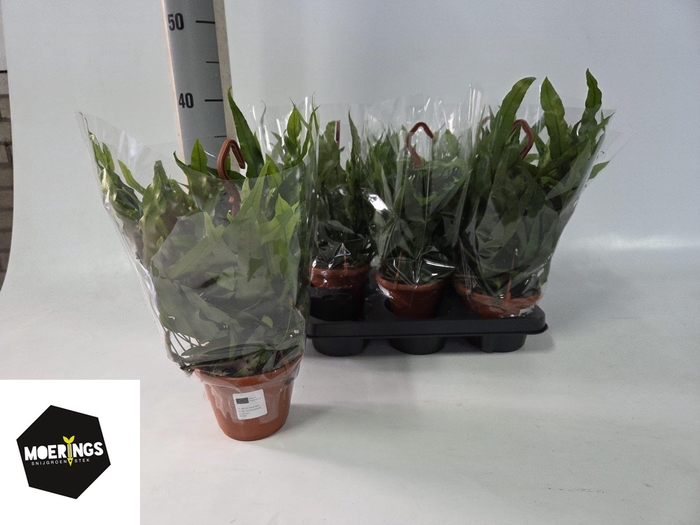 <h4>MICROS DIVERSIFOLIUM</h4>