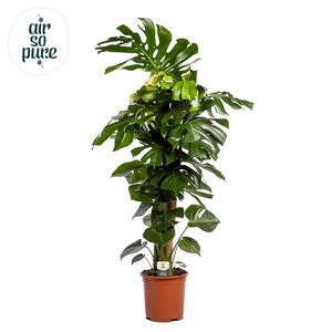 Monstera Deliciosa MOSSTOK p27 (Air so Pure)