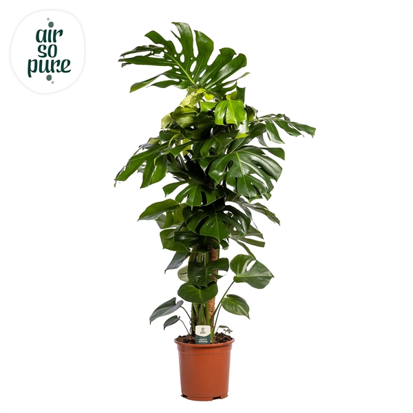 <h4>Monstera Deliciosa MOSSTOK p27 (Air so Pure)</h4>