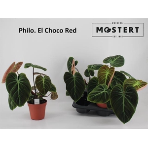 Philodendron rubrijuvenile El Choco Red 15Ø 40cm