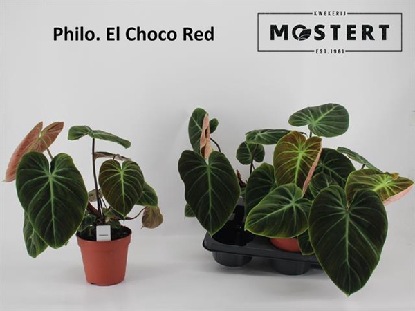 Philodendron rubrijuvenile El Choco Red 15Ø 40cm