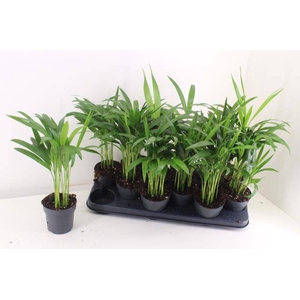 DYPSIS LUTESCENS
