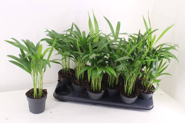 <h4>DYPSIS LUTESCENS</h4>