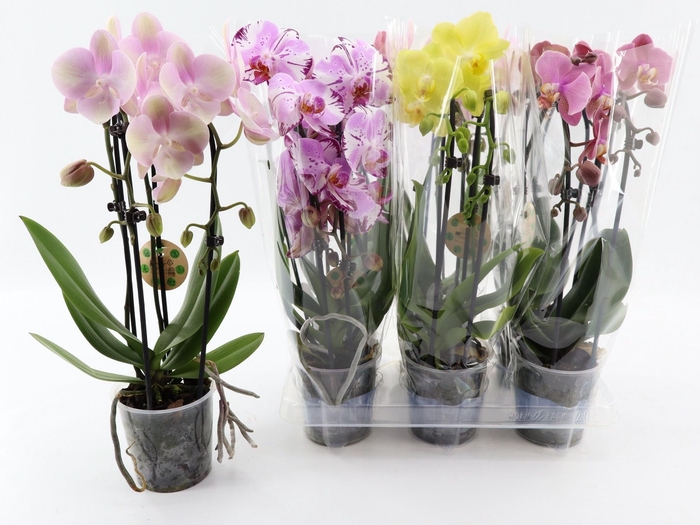 <h4>PHAL EL CASCADE</h4>