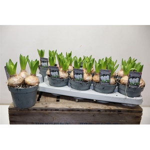 arr8 Hyacin White Pearl