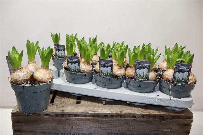 <h4>Hyacin White Pearl</h4>