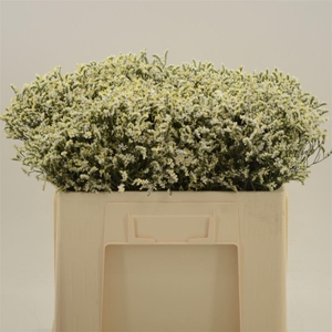 Limonium Sinense China White