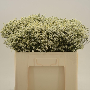 Limonium Sinense China White