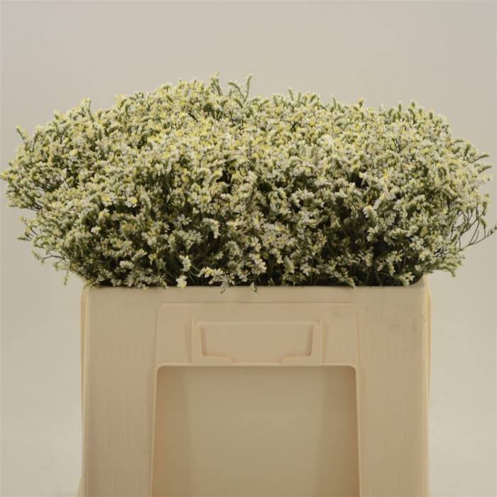 <h4>Limonium Sinense China White</h4>