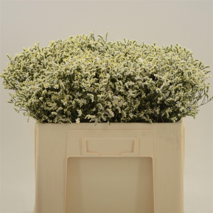 <h4>Limonium Sinense China White</h4>