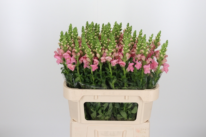 <h4>Antirrhinum Po Pink</h4>