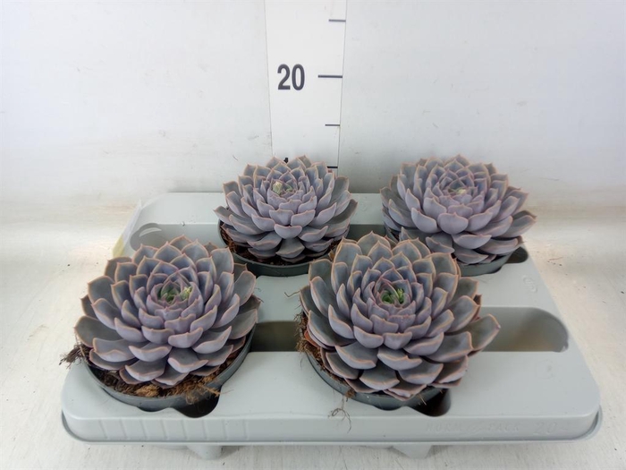 <h4>Echeveria  'Orion'</h4>