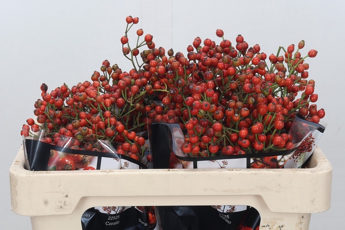 Rosehip Autumn Rosefruits