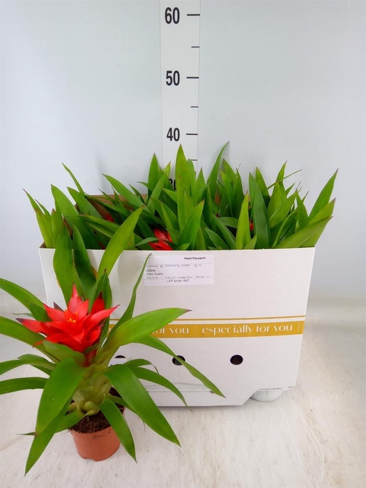 <h4>Guzmania  'Glow'</h4>