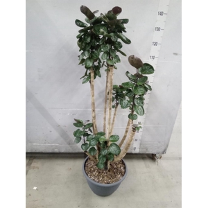 Polyscias scutellaria 'Fabian'