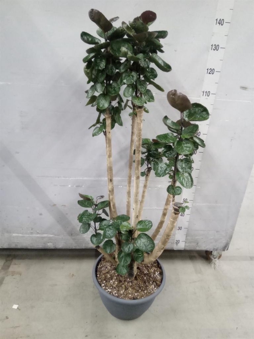 <h4>Polyscias scutellaria 'Fabian'</h4>