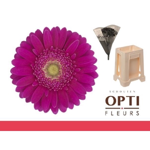 Germini Airplay Water