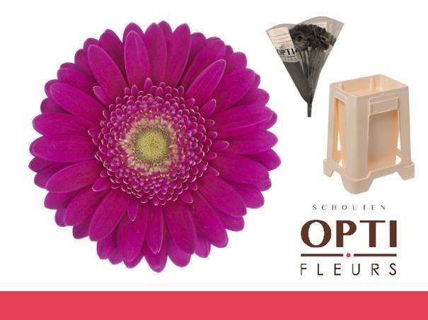 <h4>Germini Airplay Water</h4>