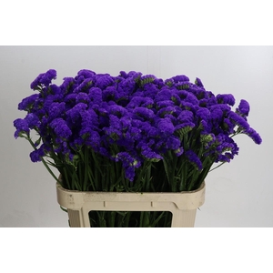 Limonium sinuatum Marina Violet