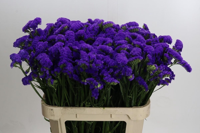 Limonium sinuatum Marina Violet