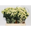 Hypericum Cool Romance