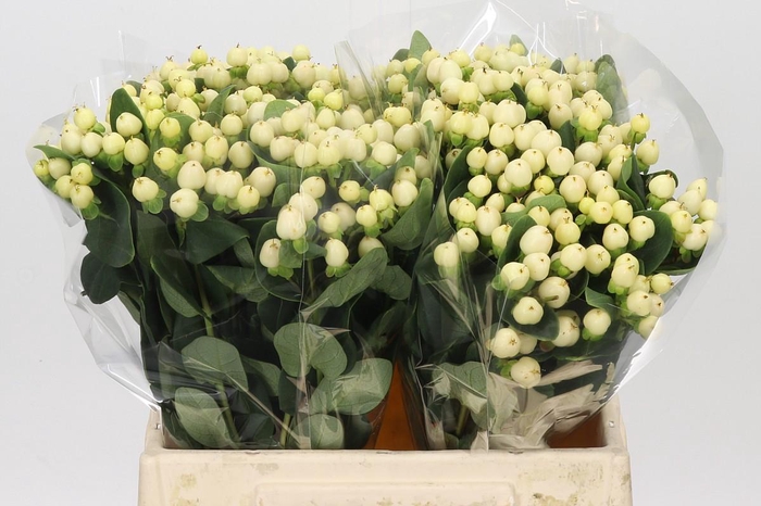 Hypericum Cool Romance