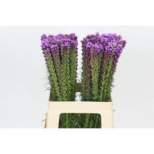 LIATRIS SPICATA
