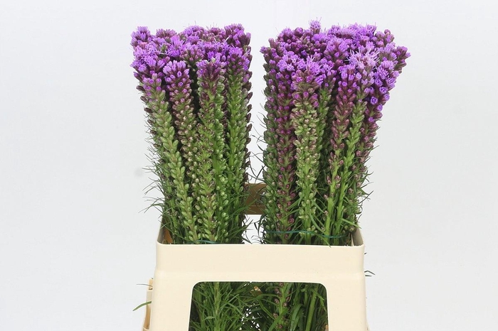 <h4>LIATRIS SPICATA</h4>