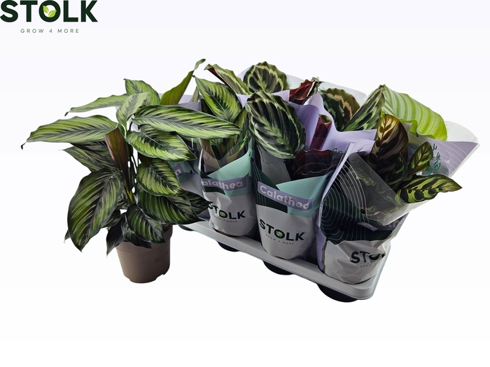 <h4>CALAT GEM 4 SRT</h4>