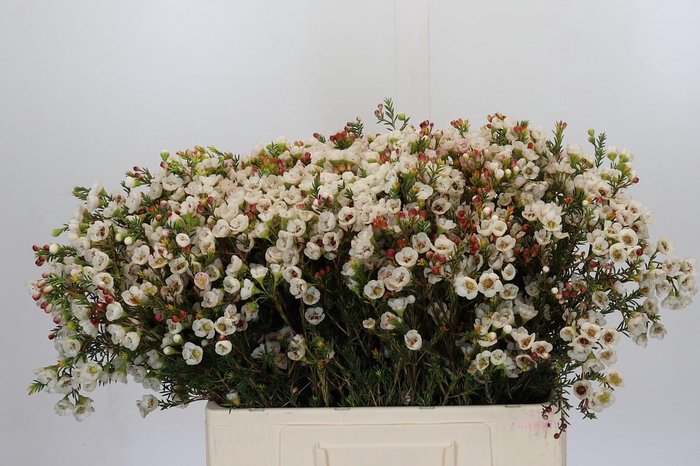 <h4>Chamelaucium Moonlight Delight</h4>