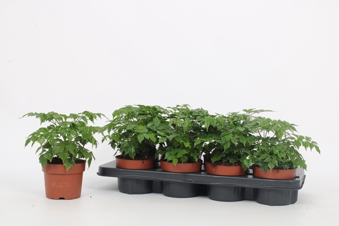 <h4>RADERMACHERA SINICA P12</h4>