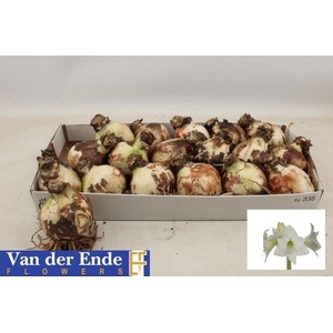 BLOEMBOL HIPPEASTRUM