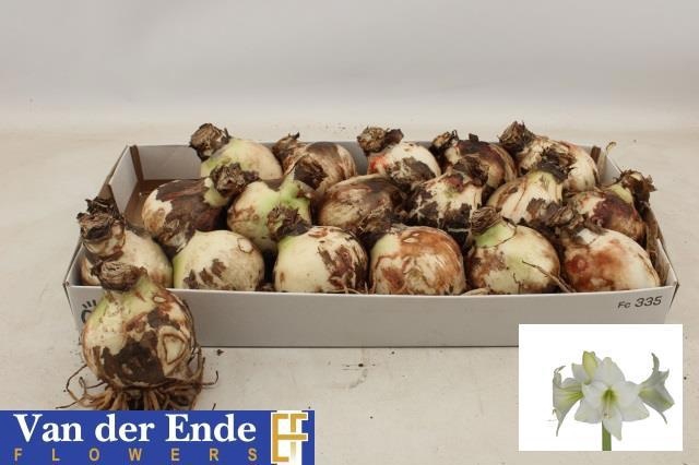 <h4>BLOEMBOL HIPPEASTRUM</h4>