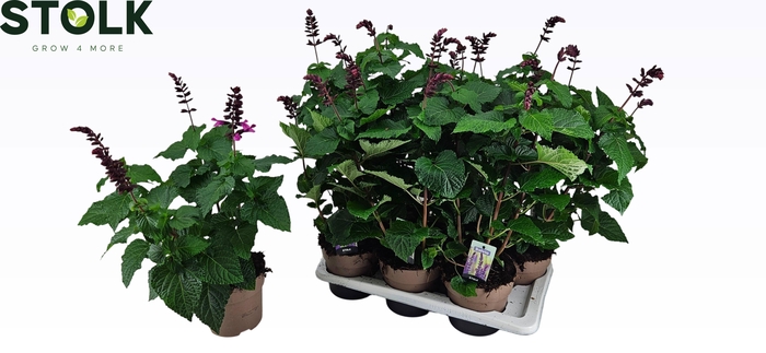<h4>SALVIA NEMOROSA</h4>