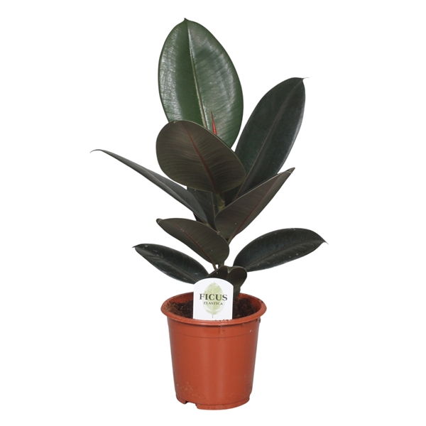 <h4>Ficus Elastica Abidjan</h4>